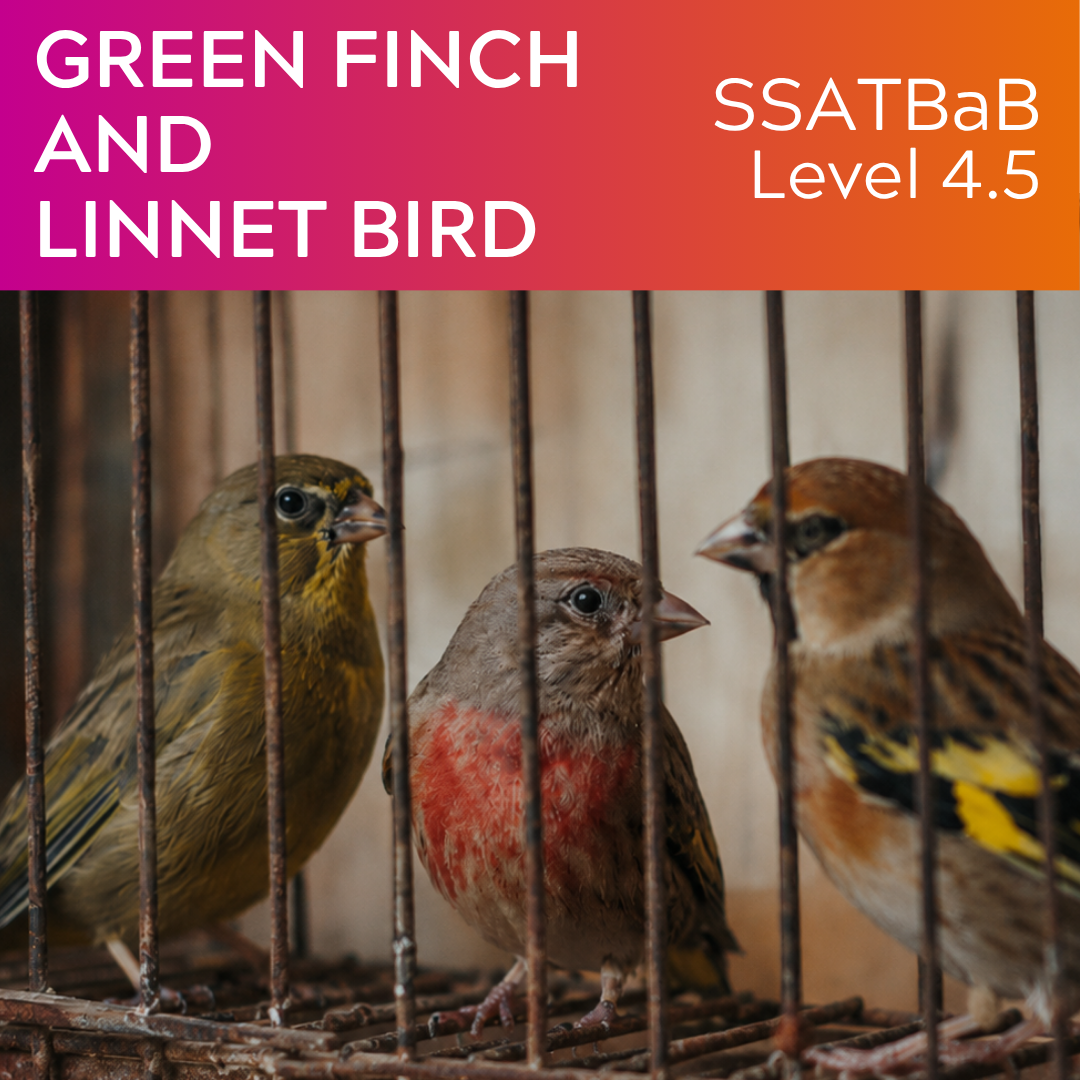 Green Finch and Linnet Bird (SSATBaB - L4.5)
